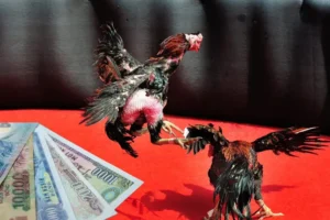 Bật Mí Cách Chơi Đá Gà Sabong Tại IWIN68 Thắng Lớn Từ Cao Thủ